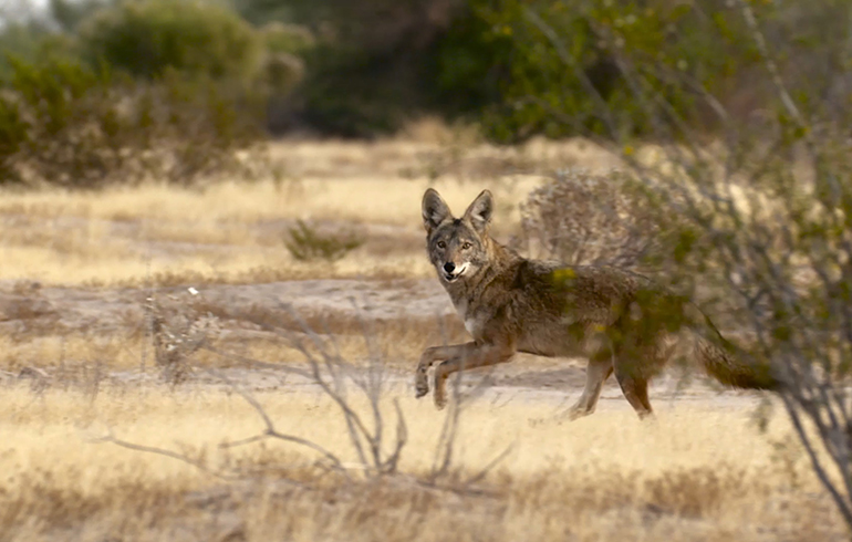 Coyote Hunting: Centerfire, Shotshell or Rimfire?