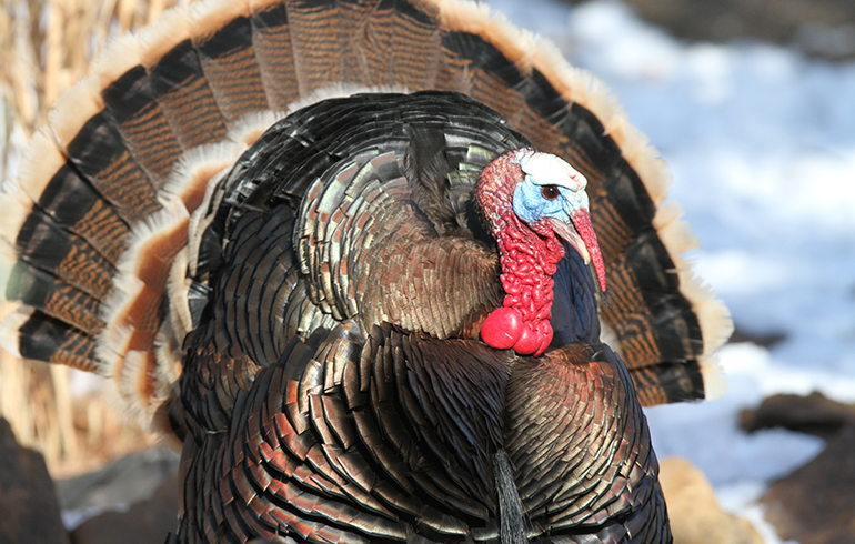 Tips for Opening Day Turkey Success