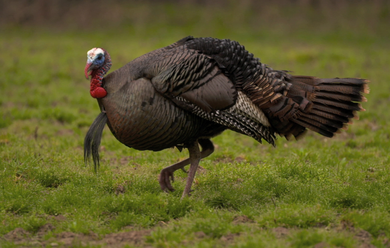 Tips and Tactics for Late-Season Turkey Success