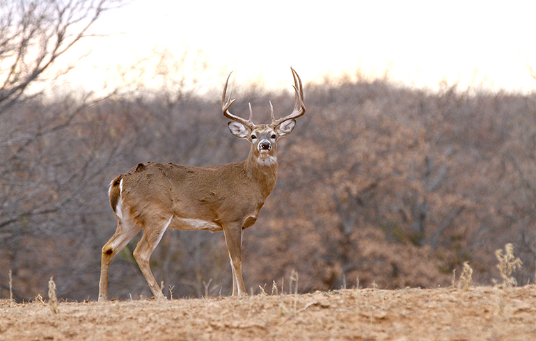 Animal Targets Cure Buck Fever