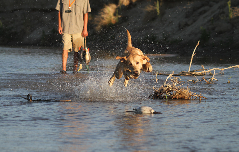Tips to Prepare Your Dog for a Long Waterfowl Season